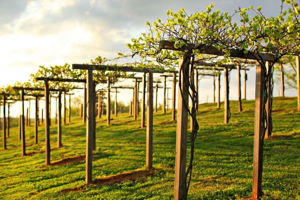 Chateau Elan Winery Braselton Ngoại thất bức ảnh